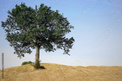 Lonely tree