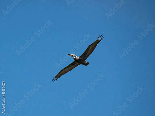 Brown pelican soaring in a clear blue sky.