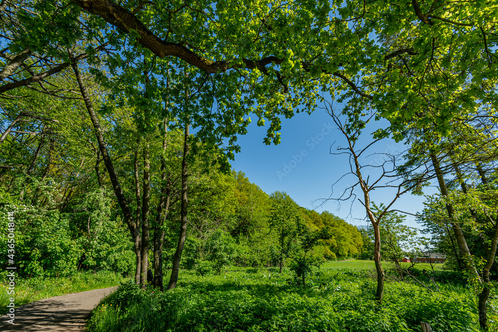 Obraz premium The forest edge at its most beautiful, the end of May