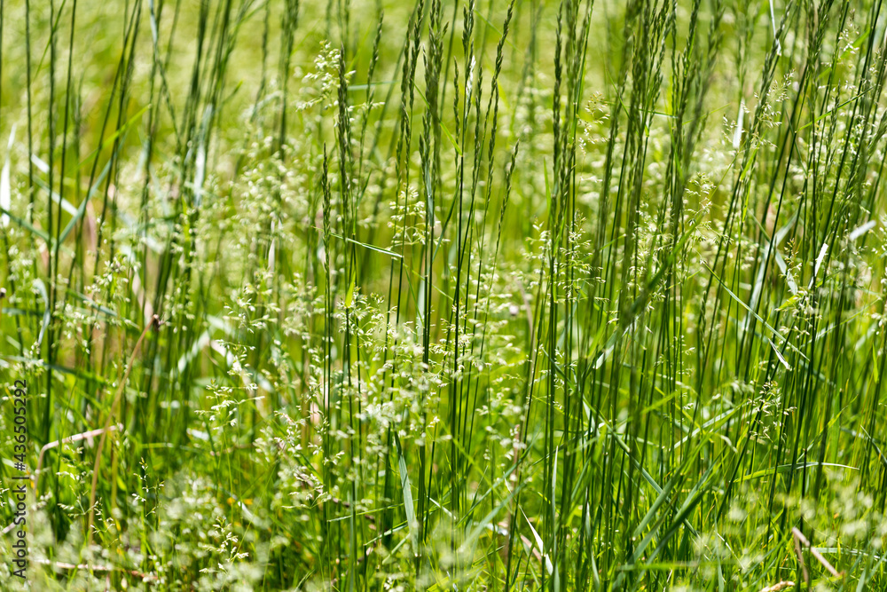 Obraz premium green grass background
