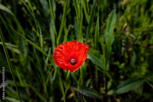 red poppy flower