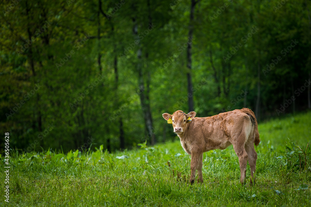 calf from a cow in nature