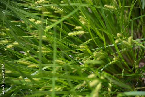 ornamental grasses in the garden