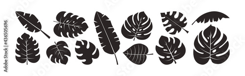 Palm leaf vector set, summer foliage, exotic jungle, black silhouettes isolated on white background. Tropic illustration