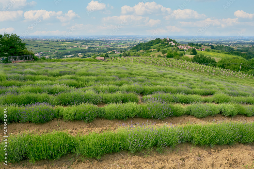 View of a lavender field, early springtime, hilly area of Oltrepo Pavese (Northern Italy, Lombardy Region); this plant is cultivated for its pleasant scent and is used for cosmetic preparations.