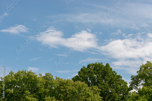 trees and blue sky with some clouds