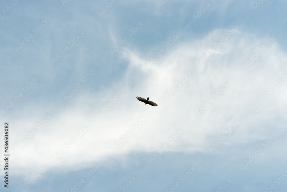 bird flying in the sky