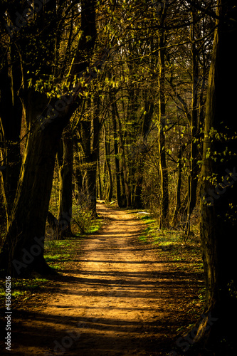 autumn in the forest