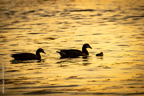duck and ducklings