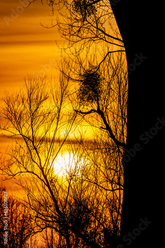 silhouette of tree in sunset