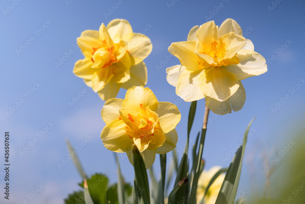Daffodils on the background of bright blue sky with light clouds. The concept of summer flowering, growing flowers, gardening. Image suitable for posters, postcards, photo pictures..