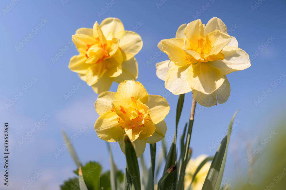 Daffodils on the background of bright blue sky with light clouds. The concept of summer flowering, growing flowers, gardening. Image suitable for posters, postcards, photo pictures.. Daffodils on the background of bright blue sky with light clouds. The concept of summer flowering, growing flowers, gardening. Image suitable for posters, postcards, photo pictures..