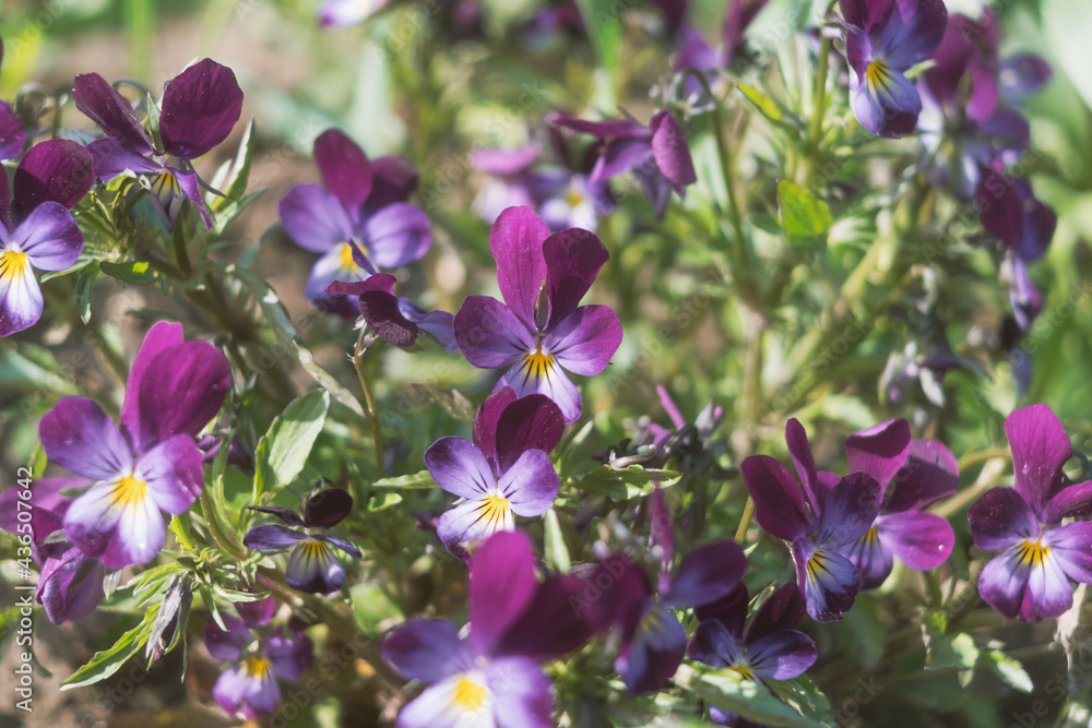 Violet viola flowers in the flowerbed. The concept of summer blooming, flower growing, gardening. The image is suitable for posters, postcards, photo pictures.