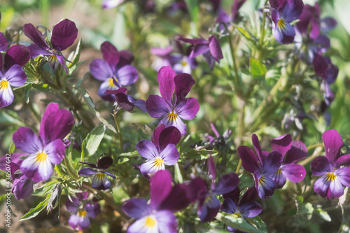 Violet viola flowers in the flowerbed. The concept of summer blooming  flower growing  gardening. The image is suitable for posters  postcards  photo pictures.