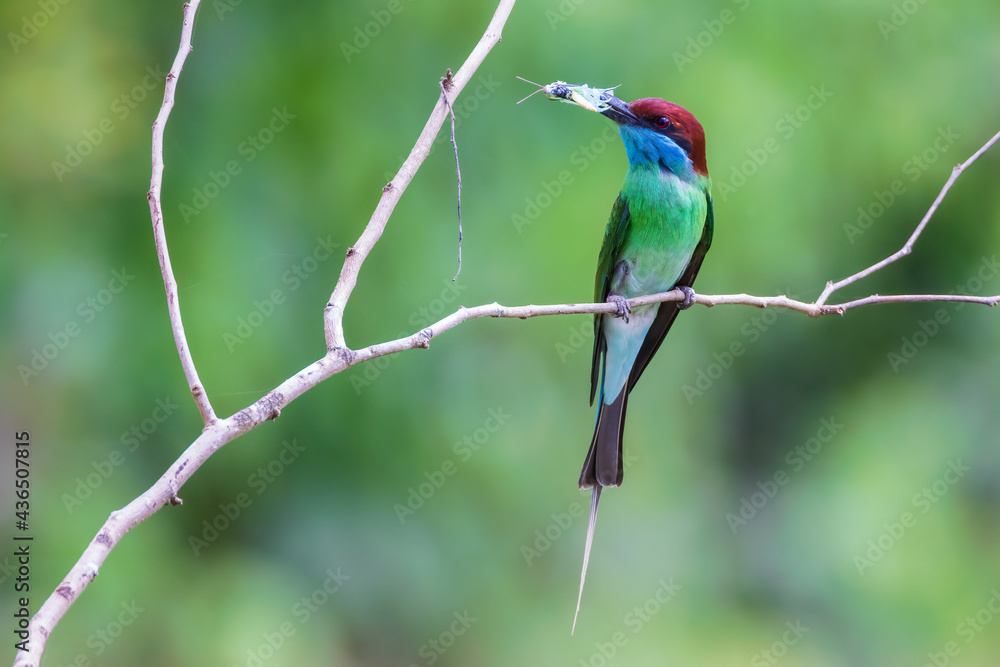 Obraz premium Blue-throated Bee-eater (Merops viridis) with nature background