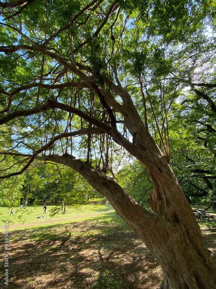 trees in the forest