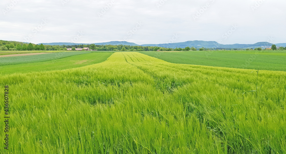 Fototapeta premium Greenfield