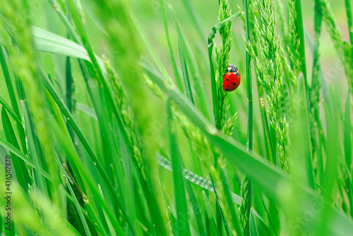 Bright red ladybug in green grass
