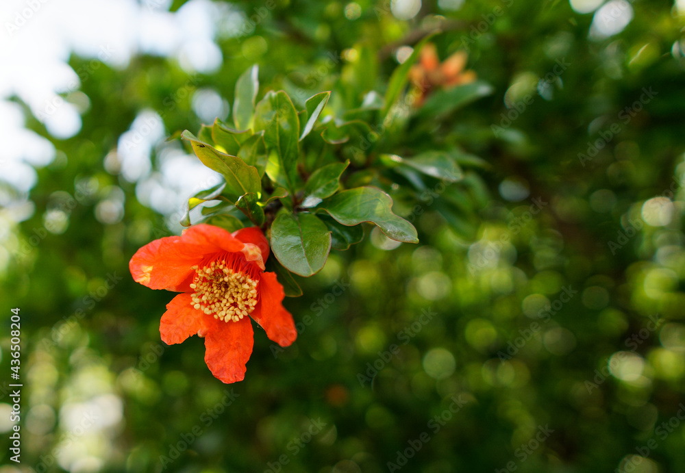 detail of red pomegranate flower in a meadow detail of red pomegranate flower in a meadow