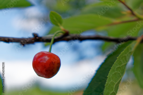 detail of cherry friut in a garden