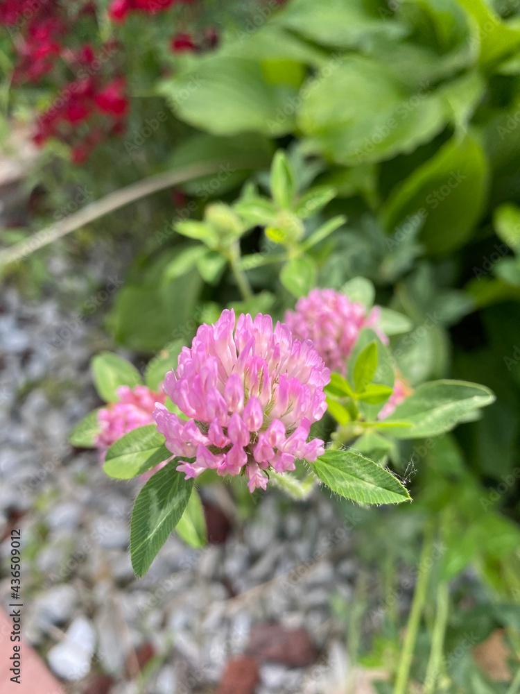 pink flowers pink flowers