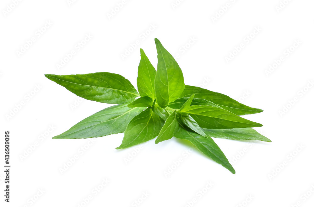 Fresh andrographis paniculata  isolated on white background