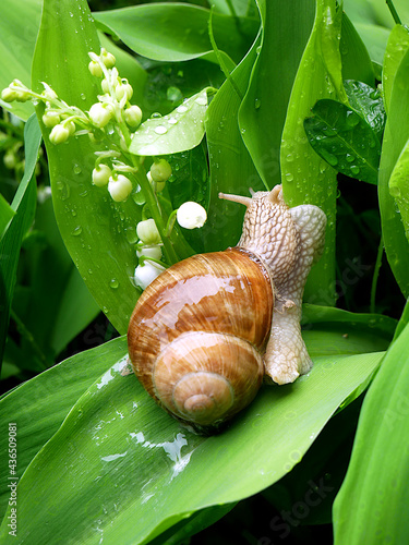 Roman snail and blooming lilies of the valley covered with water drops. May garden after the rain. 