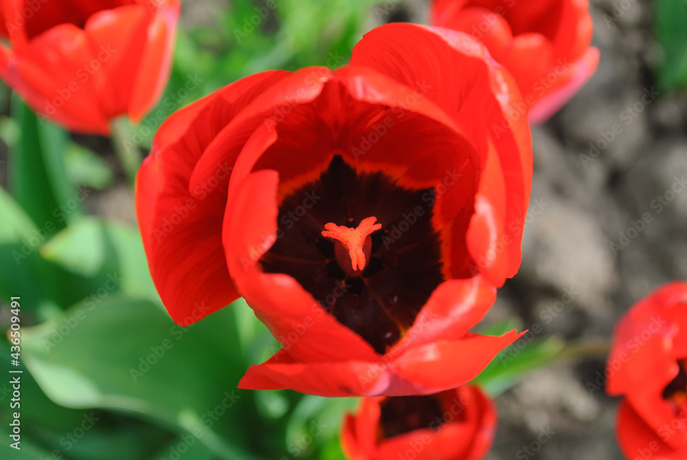 Bright red fresh tulip flowers Bright red fresh tulip flowers