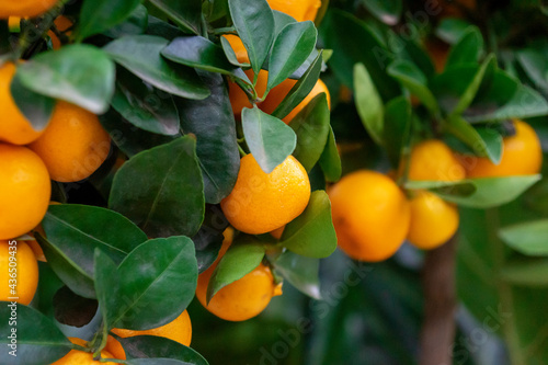 small, orange tangerines on a tree