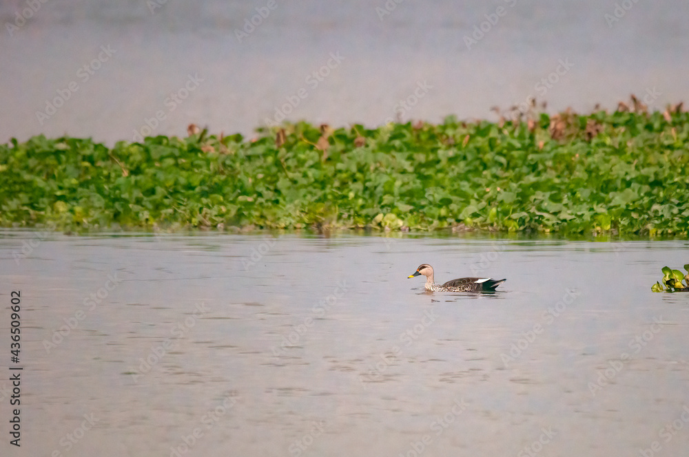 An indian spot-billed duck is swimming in habitat