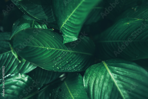 green leaf nature texture b...
