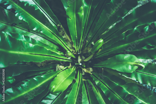 green leaf nature texture background, abstract pattern of tropical foliage plant in spring garden, fresh tree jungle forest in summer, wallpaper design of environment, ecological conservation concept