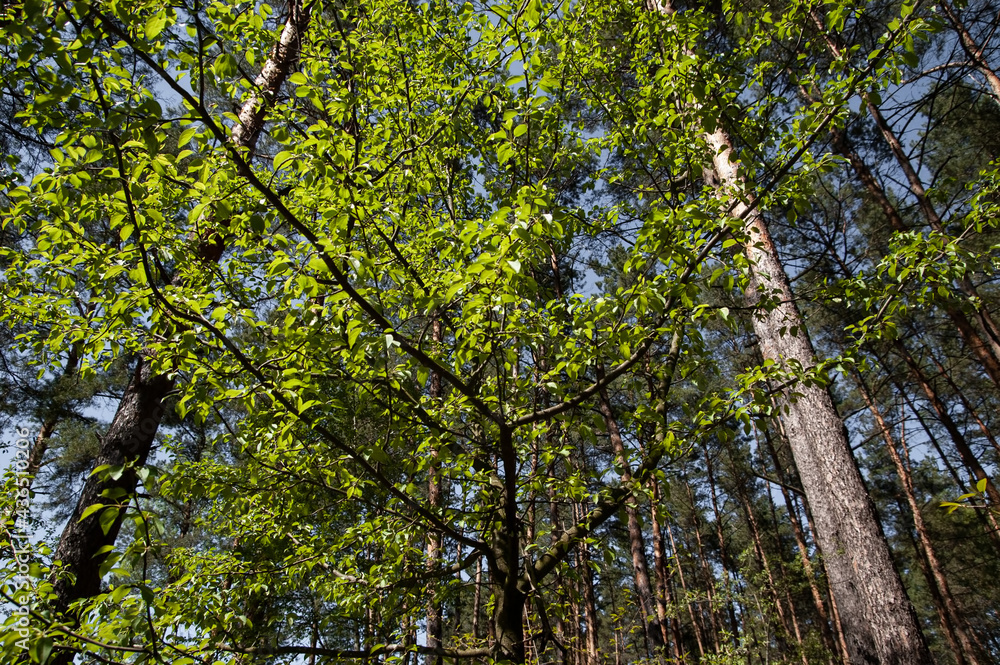 The lush green leaves in the spring forest The lush green leaves in the spring forest