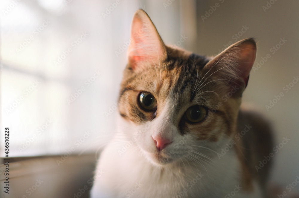 Close up portrait of a cute tabby kitten.