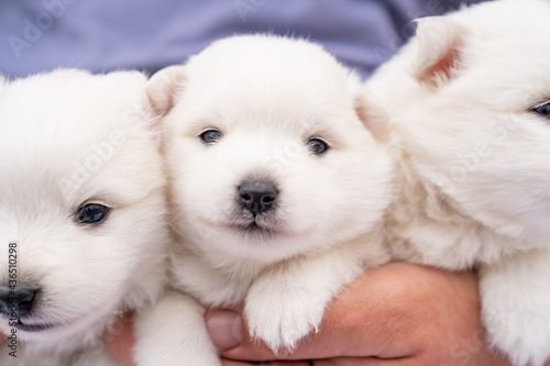  Japanese Spitz puppies in the hands of a man. cute white fluffy dogs. 