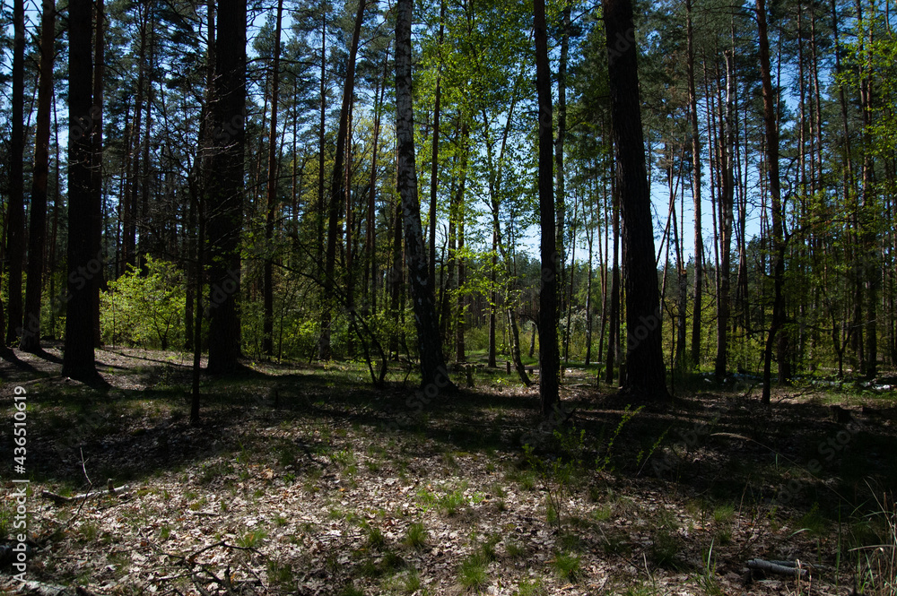 Fototapeta premium a spring forest on a sunny day