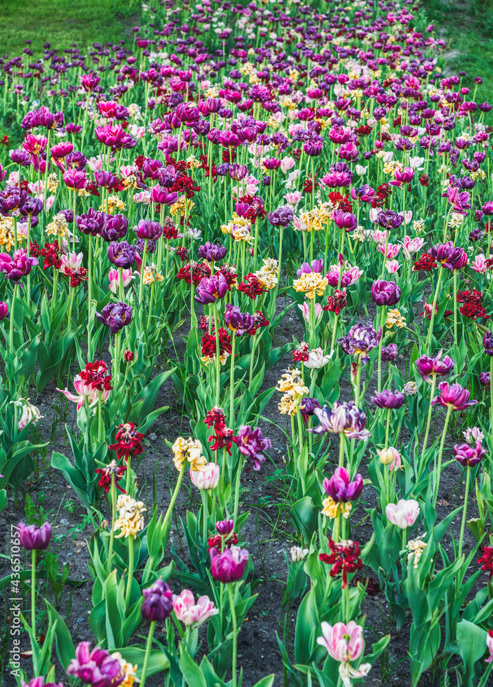 A glade of colorful tulips on a flowerbed of a city park