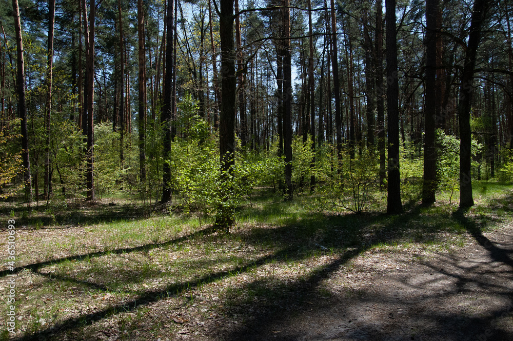 Fototapeta premium a spring forest on a sunny day