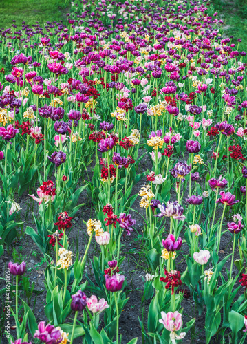 A glade of colorful tulips on a flowerbed of a city park