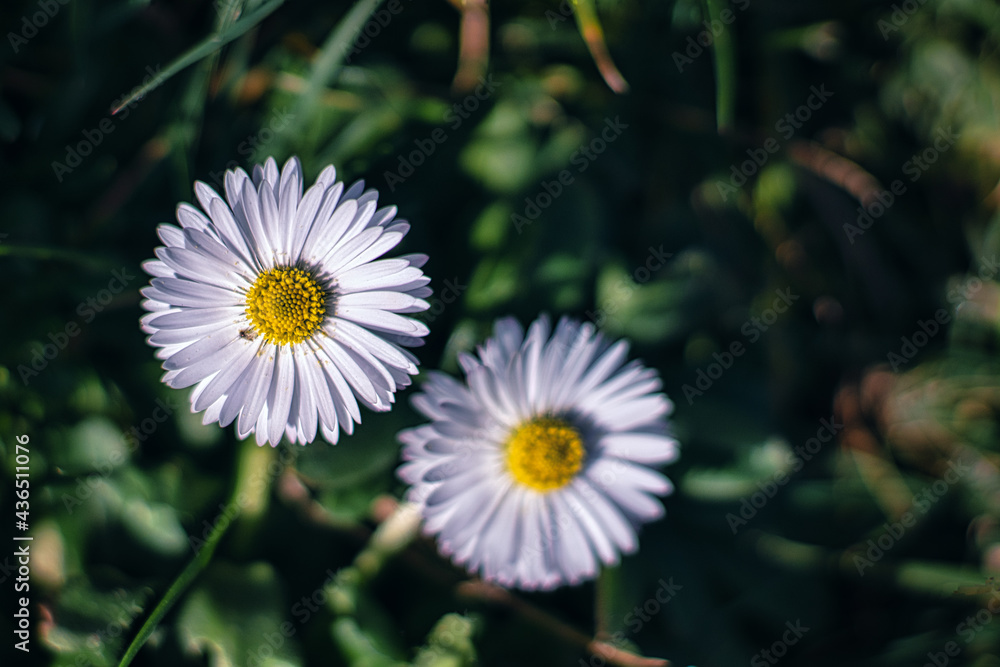 Fiori e natura in primavera, meravigliose margheritine Fiori e natura in primavera, meravigliose margheritine