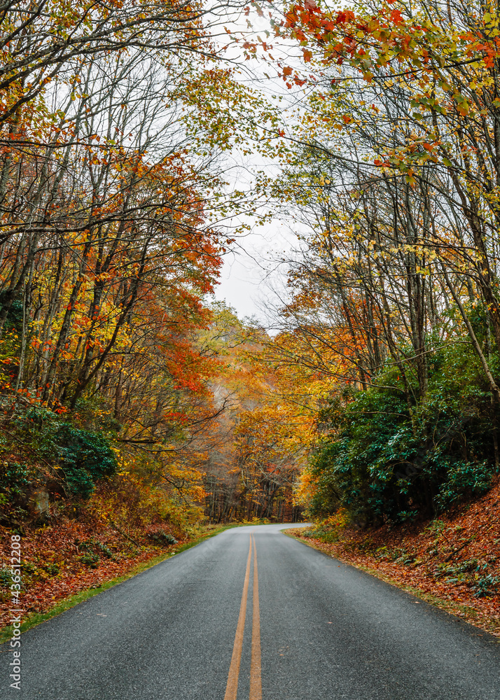 Obraz premium A curve in the road of the Blue Ridge Parkway surrounded by beautiful, vibrant, colorful fall foliage somewhere in North Carolina, USA.