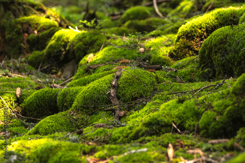 pattern of forest green moss