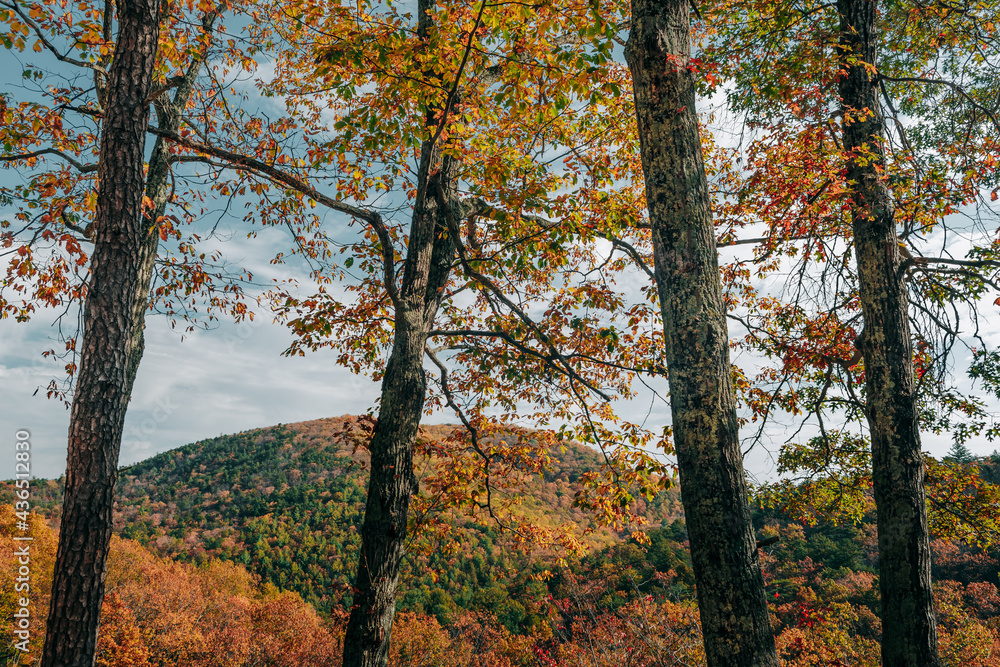 Four tree trunks stand tall overlooking the autumn colored bluffs of Rice Mountain on a beautiful fall day. Rice Mountain View overlook can be found along the Blue Ridge Parkway, Virginia, USA.