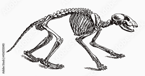 Raccoon procyon lotor skeleton in profile view, after antique engraving from the 19th century