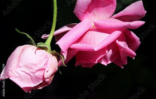 close up pink rose flower