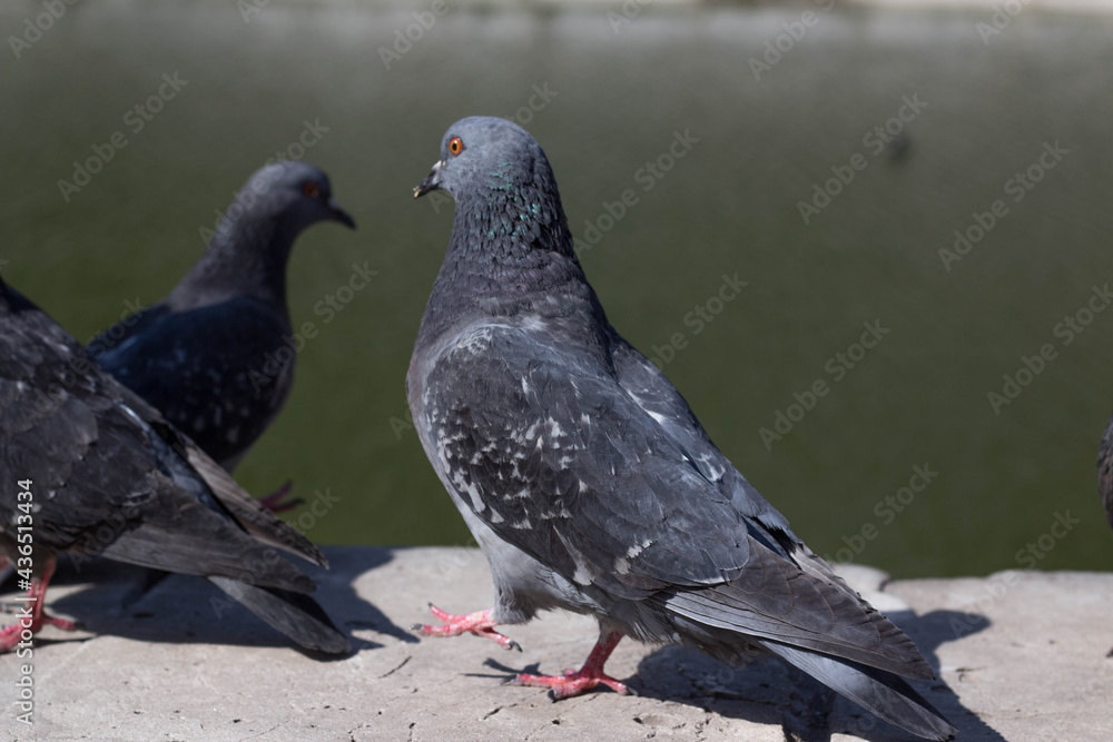 The pigeons are near the reservoir. They are calm, not afraid of people. The pigeons are near the reservoir. They are calm, not afraid of people.