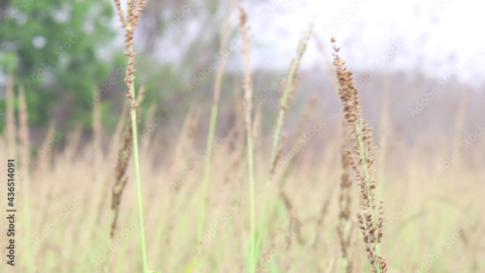 Wind blowing grass flower in the daytime with a sensitive focus in the background. Wind blowing grass flower in the daytime with a sensitive focus in the background.