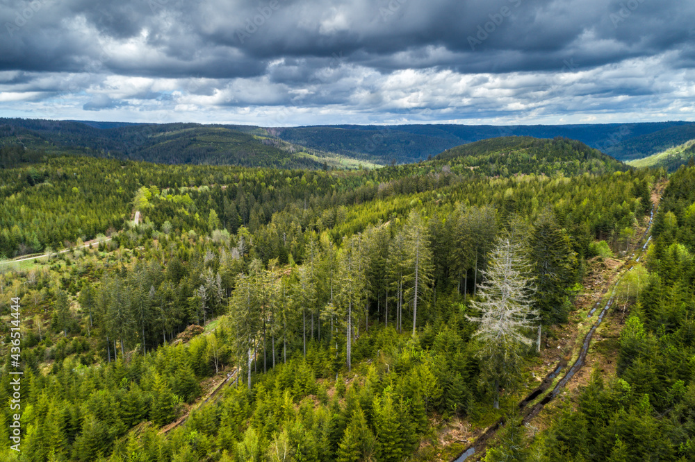 Sunlight on treetops of Black Forest with dark dramatic clouds in the background, near Freudenstadt, Germany