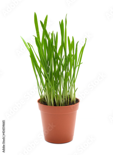 spring green grass oat