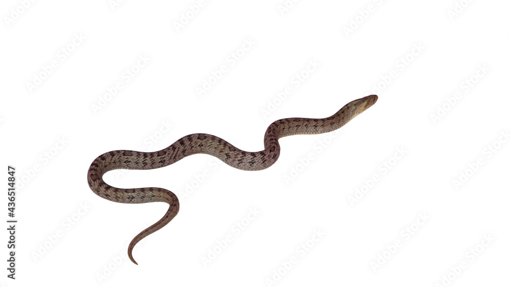 snake isolated on white background snake isolated on white background